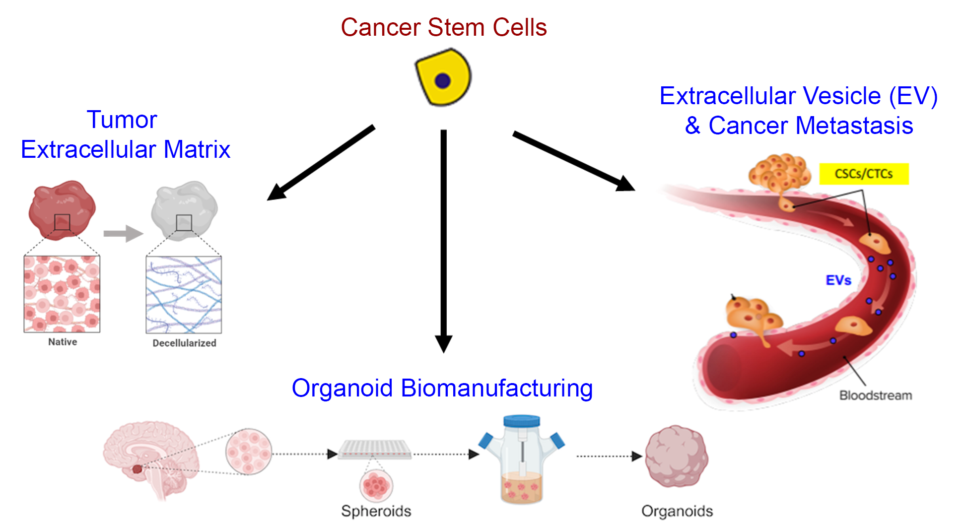 Overview schematic of Kim Lab research, with cancer stem cells in the top middle pointing towards tumor decellularization to the left, organoid biomanufacturing to the bottom center, and extracellular vesicle-mediated cancer metastasis to the right